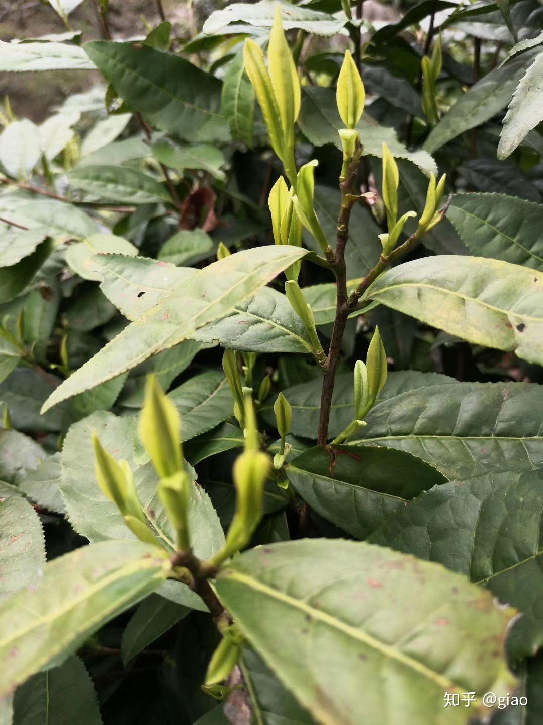 霄坑高山野生绿茶 - 知乎