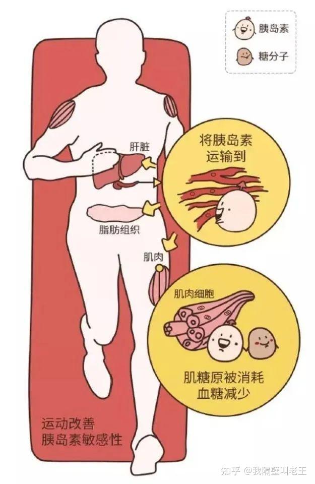 降低人体血糖水平生物学研究证实,饭后血液中80%的葡萄糖会肌肉组织以