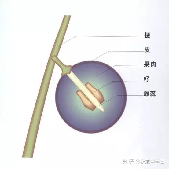 葡萄结构图名称图片