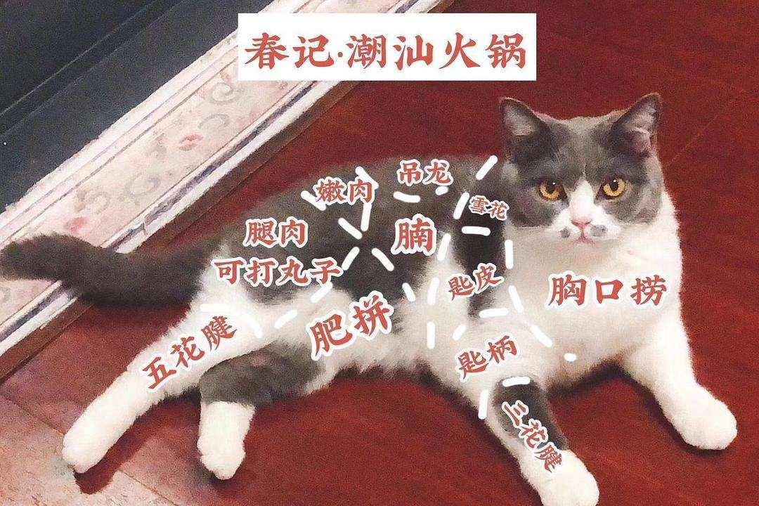吃狗肉的人很多为什么吃猫肉的人却很少猫肉很难吃吗