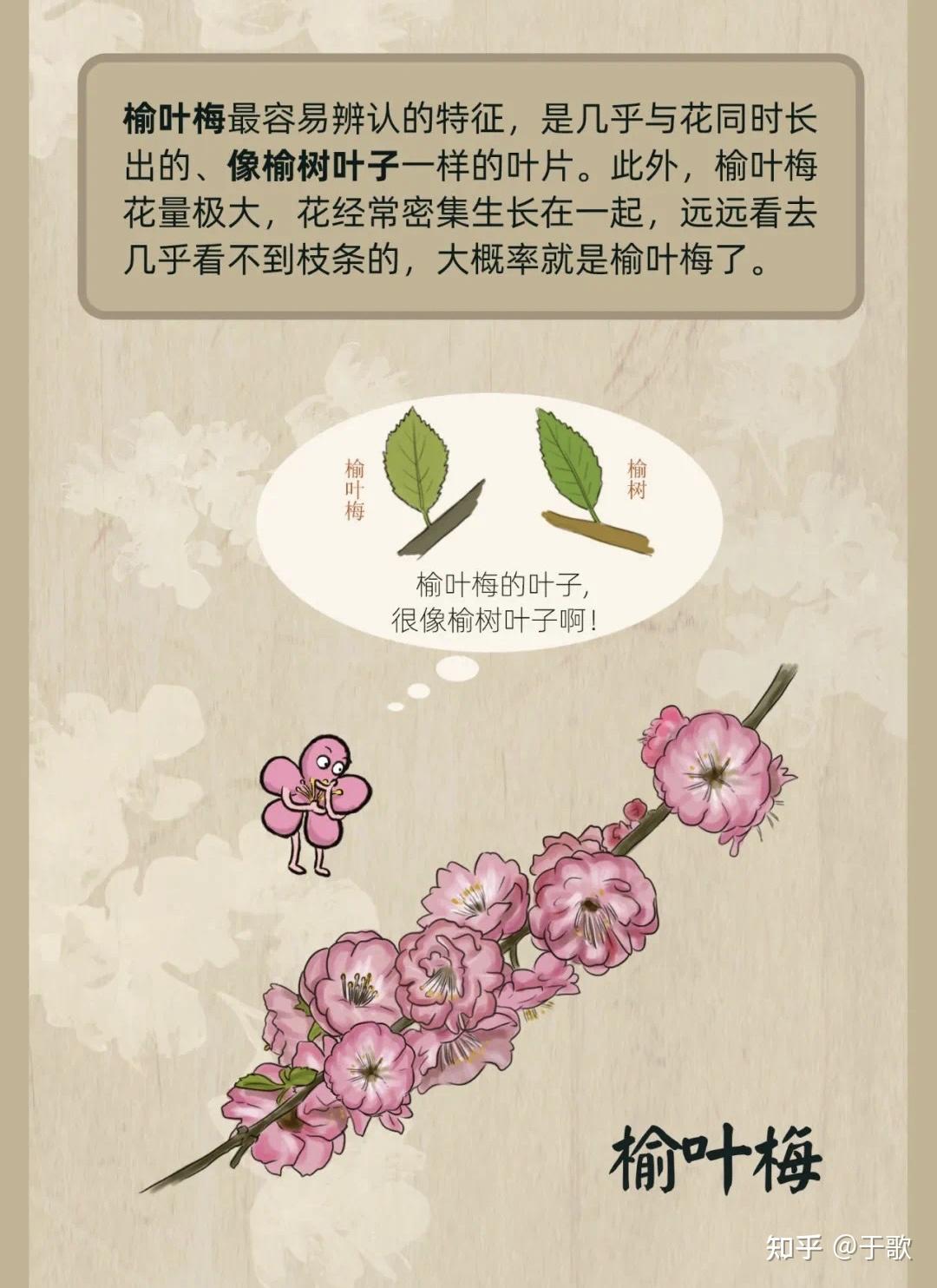 北京赏花备忘录——如何区分山桃,碧桃,樱花等