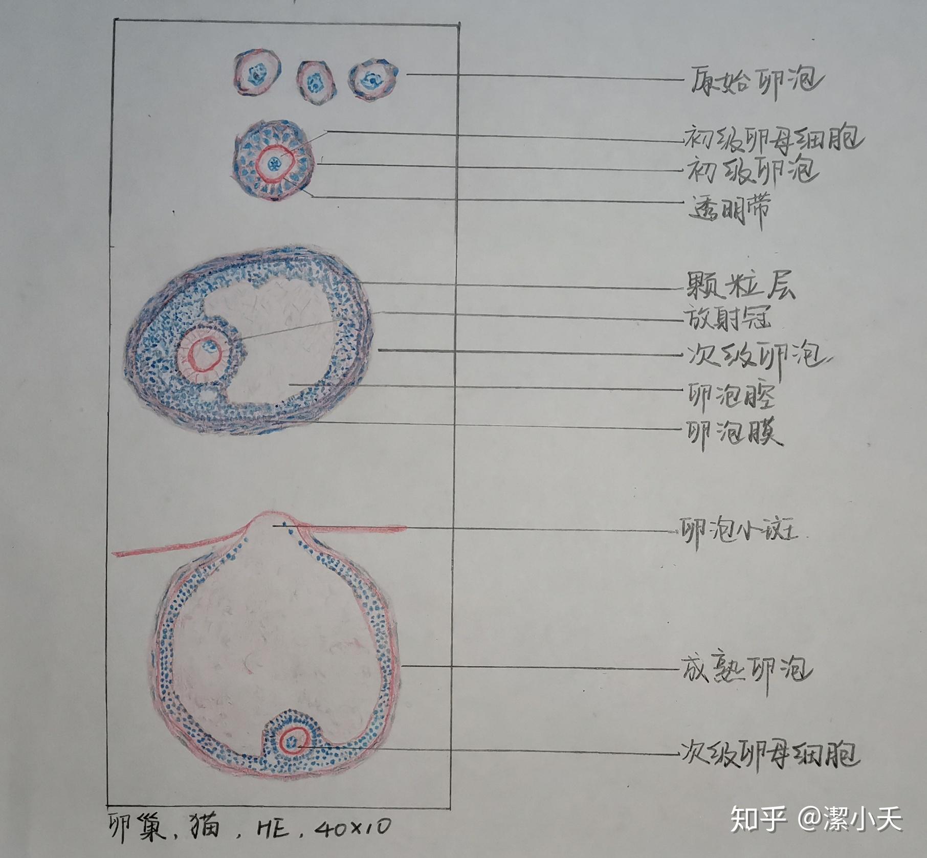 肥大细胞的手绘图图片