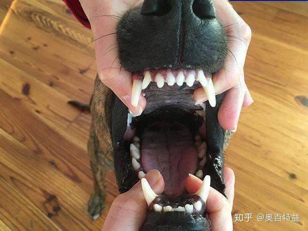 还在等待春暖花开时小心寄生虫作妖哦