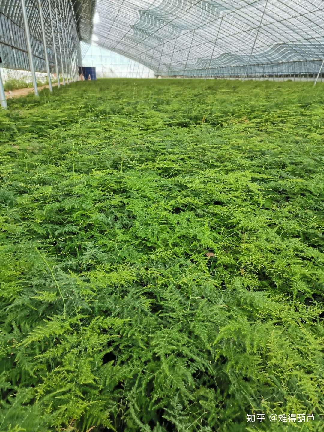 30—10:30,我们将在抖音(难得葫芦)联合亚洲的最大的文竹种植基地来为