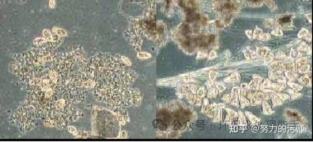 活性污泥法的起源、什么是活性污泥 - 知乎