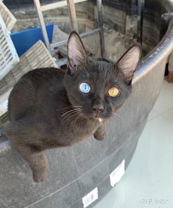 请问拥有一只不常见品种的猫是怎么样的体验?