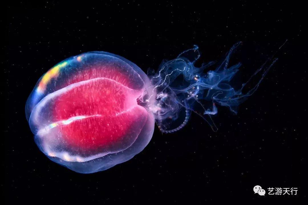 摄影丨能把海底生物拍成酱紫也是醉了