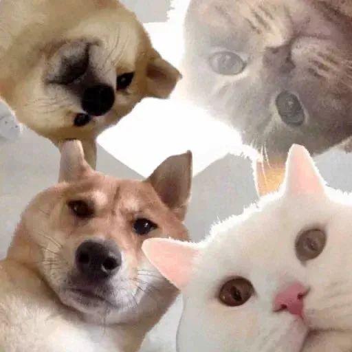 有趣又沙雕的表情包沙雕表情包搞笑gif有趣的沙雕表情包哎就是玩表情