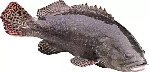 味库海鲜食材百科文莱龙趸石斑鱼