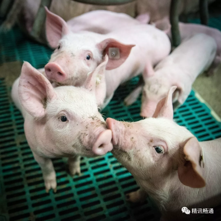 养猪互联网最新消息(养猪互联网最新消息今天)