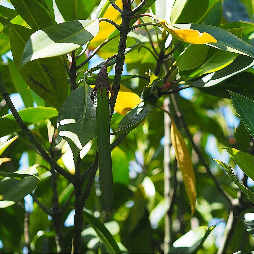 淇澳岛探秘之红树林の动植物 - 知乎