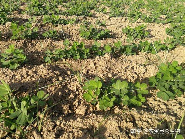 花生根结线虫病的症状和特征?种植花生灭杀根结线虫病害如何做