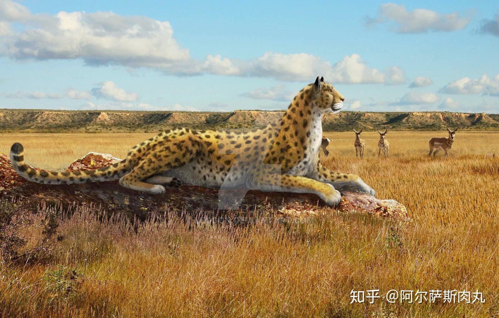 riseofmammals丨兽族崛起8番外一鸣惊豹