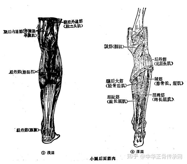 大 腿 部 筋肉 自宅で筋トレ ハムストリングの効果的な自重トレーニング12選 Documents Openideo Com