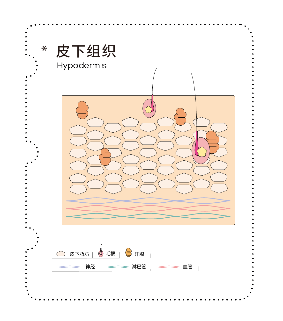 皮下组织hypodermis