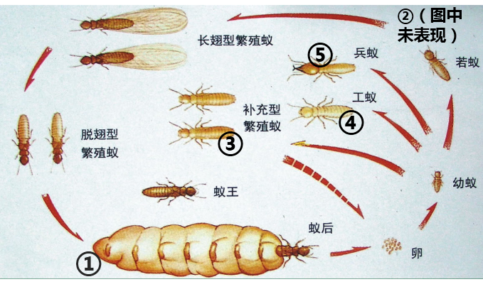 白蚁图片 - 知乎