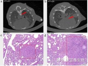 Micro-CT技术详解与应用指南 - 知乎