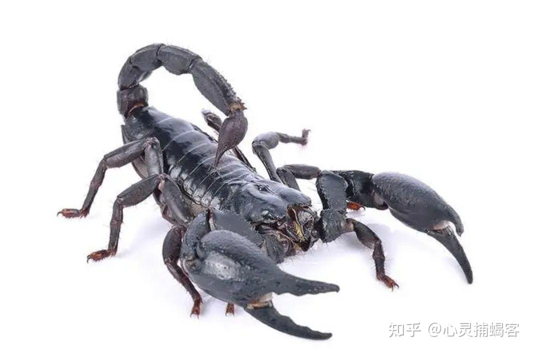 "蛇蝎心肠"这个词让我少年时第一次知道了有蝎子这个生物,想着蝎子