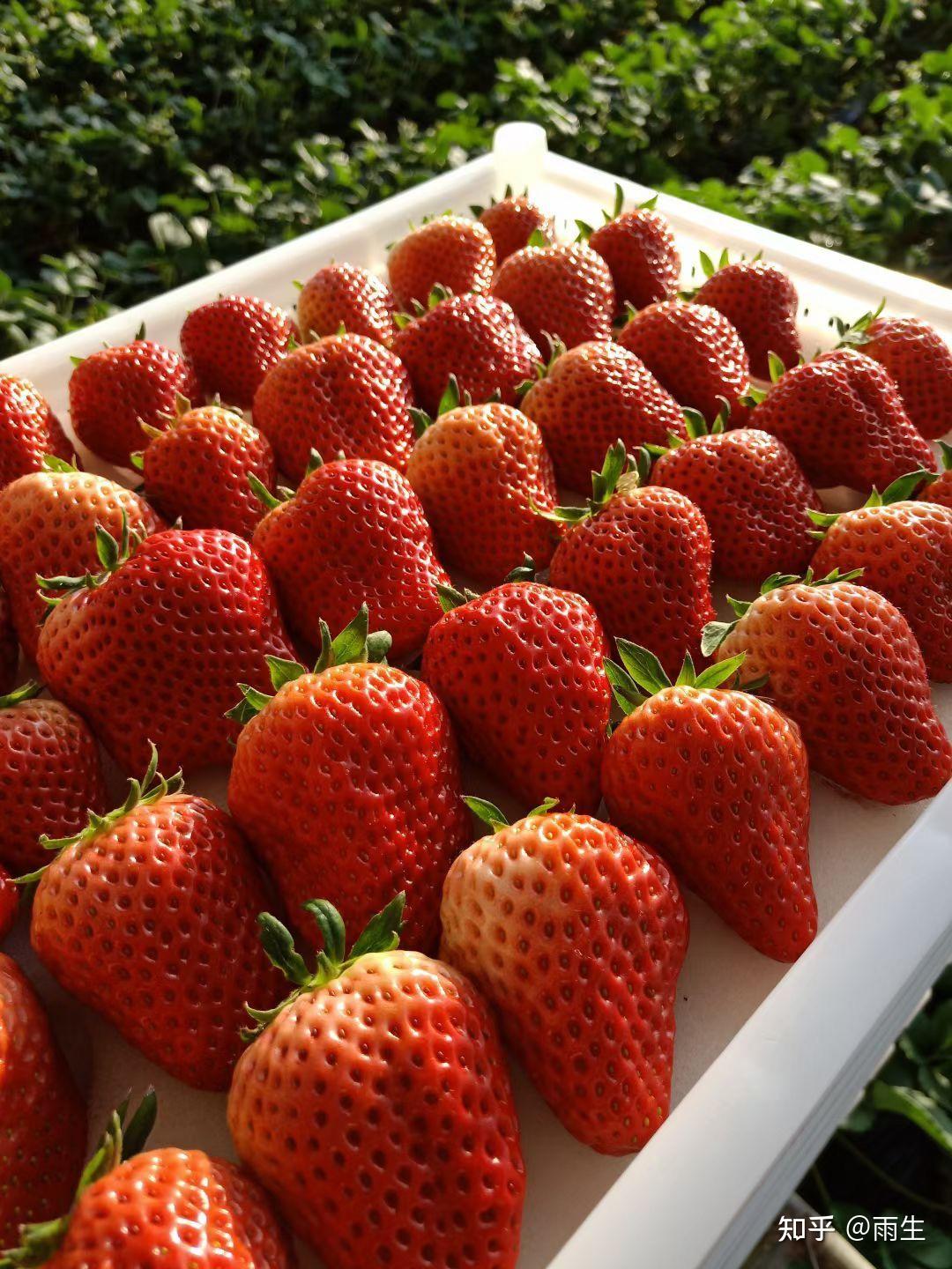 丹东九九草莓 #丹东大草莓 #丹东草莓 #水果 #辽宁丹东正宗九九草莓