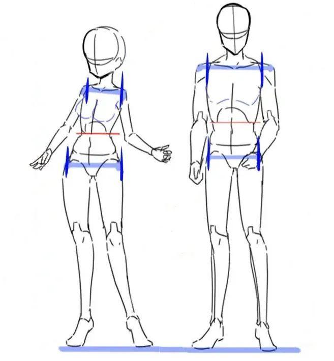 再了解各个主要身体结构之间的比例关系,这一步是最根本最基础的部分