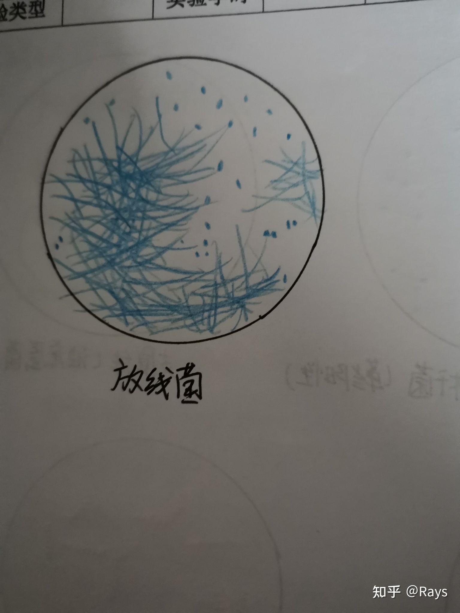 杆菌手绘图图片
