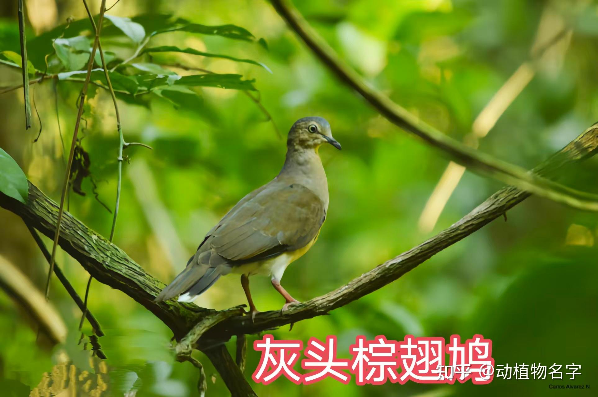 99图带你走进鸠鸽科鸟类的世界 - 知乎