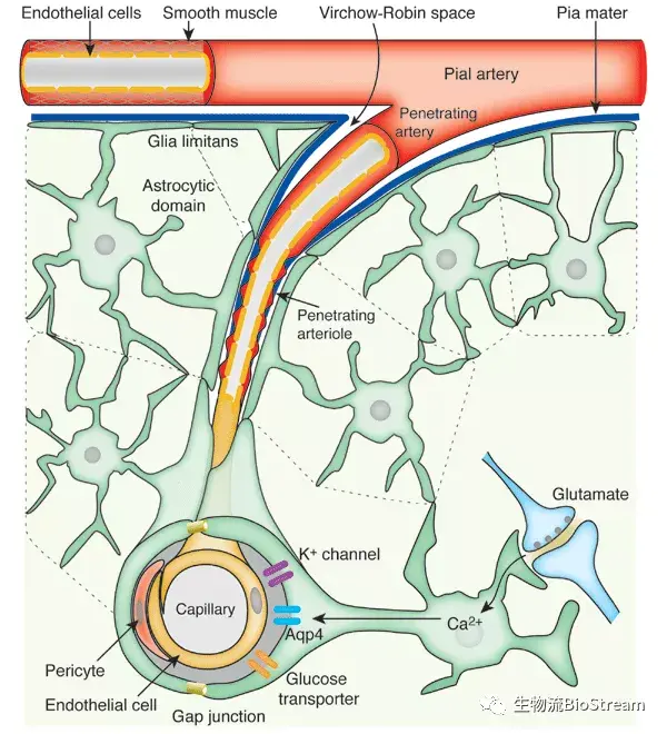如果脑膜发炎,就是我们常说的脑膜炎(meningitis).