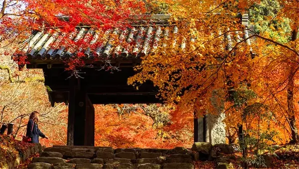秋季限定 19 红叶季 之九州篇 知乎