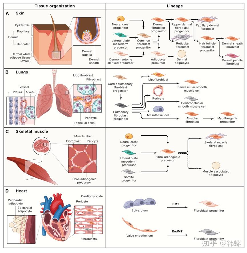 成纤维细胞：结缔组织修复与纤维化中的关键角色 - 知乎