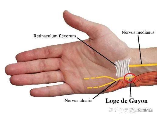 尺神经支配手指区域图图片