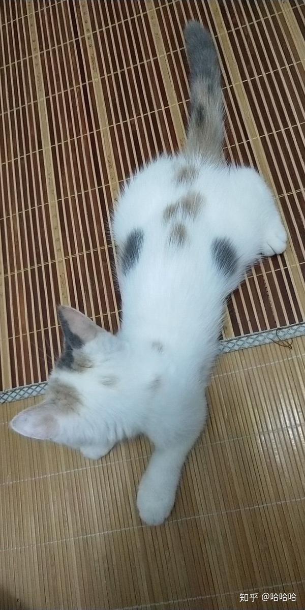 这只英短是三花吗,卖3500值不值?