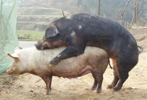 用于配种的种猪幸福吗?