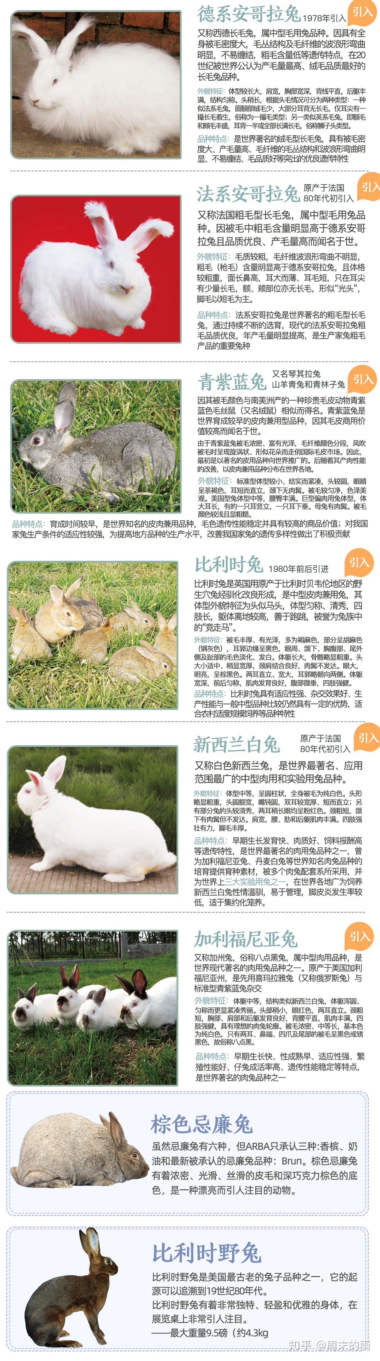 行业科普 - 中国畜牧业协会兔业分会