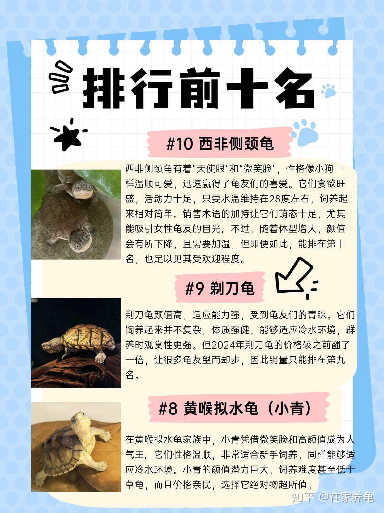 2024年这十种龟最受龟友追捧 - 知乎