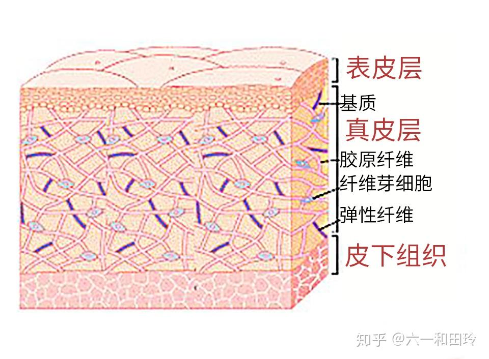 整个真皮层,都充盈着丰富的纤维成分:胶原纤维,弹力纤维,网状纤维.