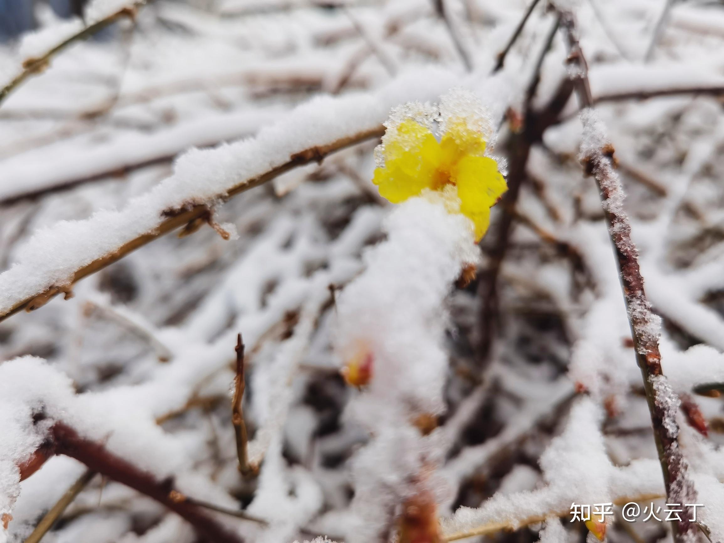 端庄秀丽却依然在寒冷中露着笑脸娇小的花朵虽然被冰雪冻住了形成了一