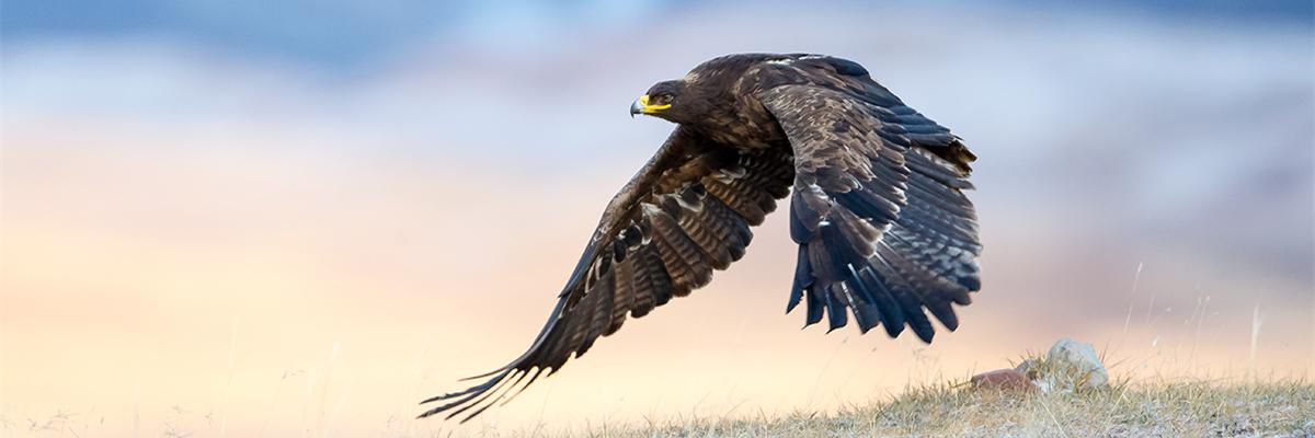 有没有在蜗牛学院培训过的朋友,听说他们对学