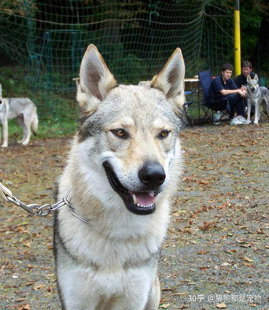 最不像狗的“捷克狼犬”,到底有什么魅力? - 知乎