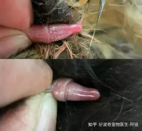 猫脏器位置分布图图片