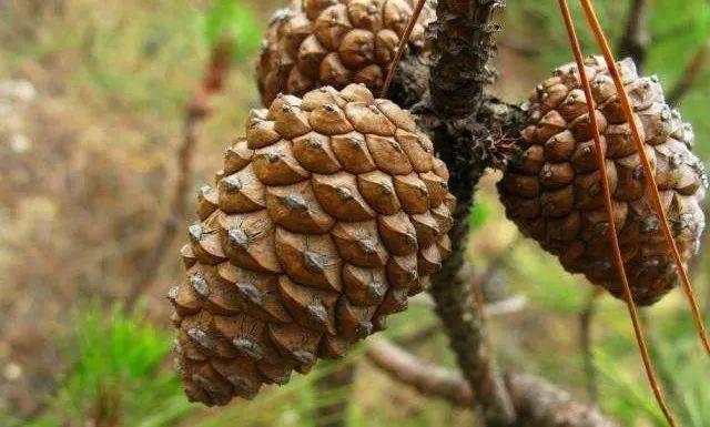 明日方舟:"松果"原型和元素考据,木工,松子与啄木鸟 - 知乎