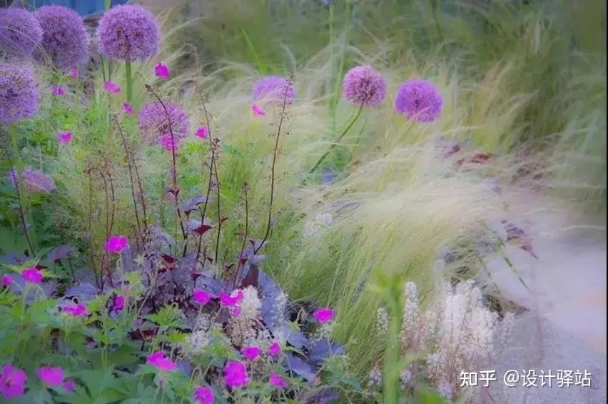 景观设计之——超美观赏型草花境 - 知乎