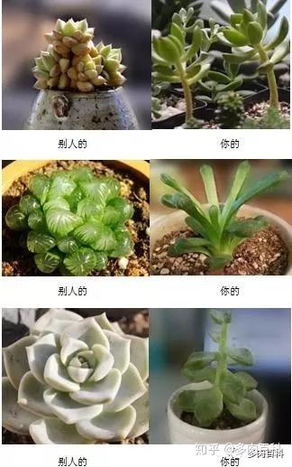 多肉植物徒长是什么意思?如何处理?