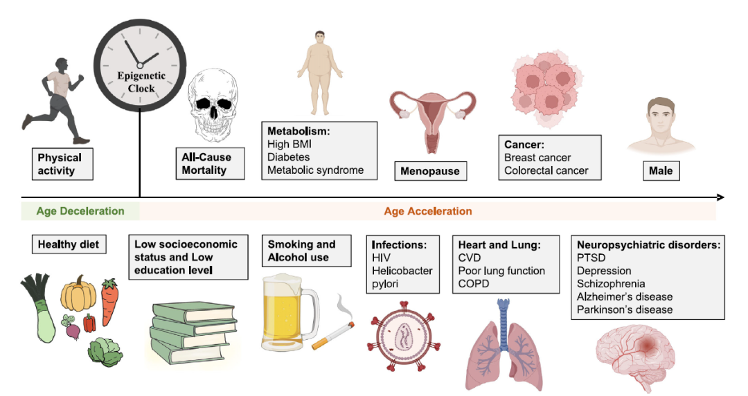 热点速看 | 表观遗传时钟(甲基化年龄):人类是否能破解衰老奥秘?