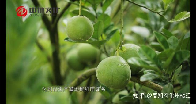 为什么只有广东化州才能出产化橘红？ - 知乎