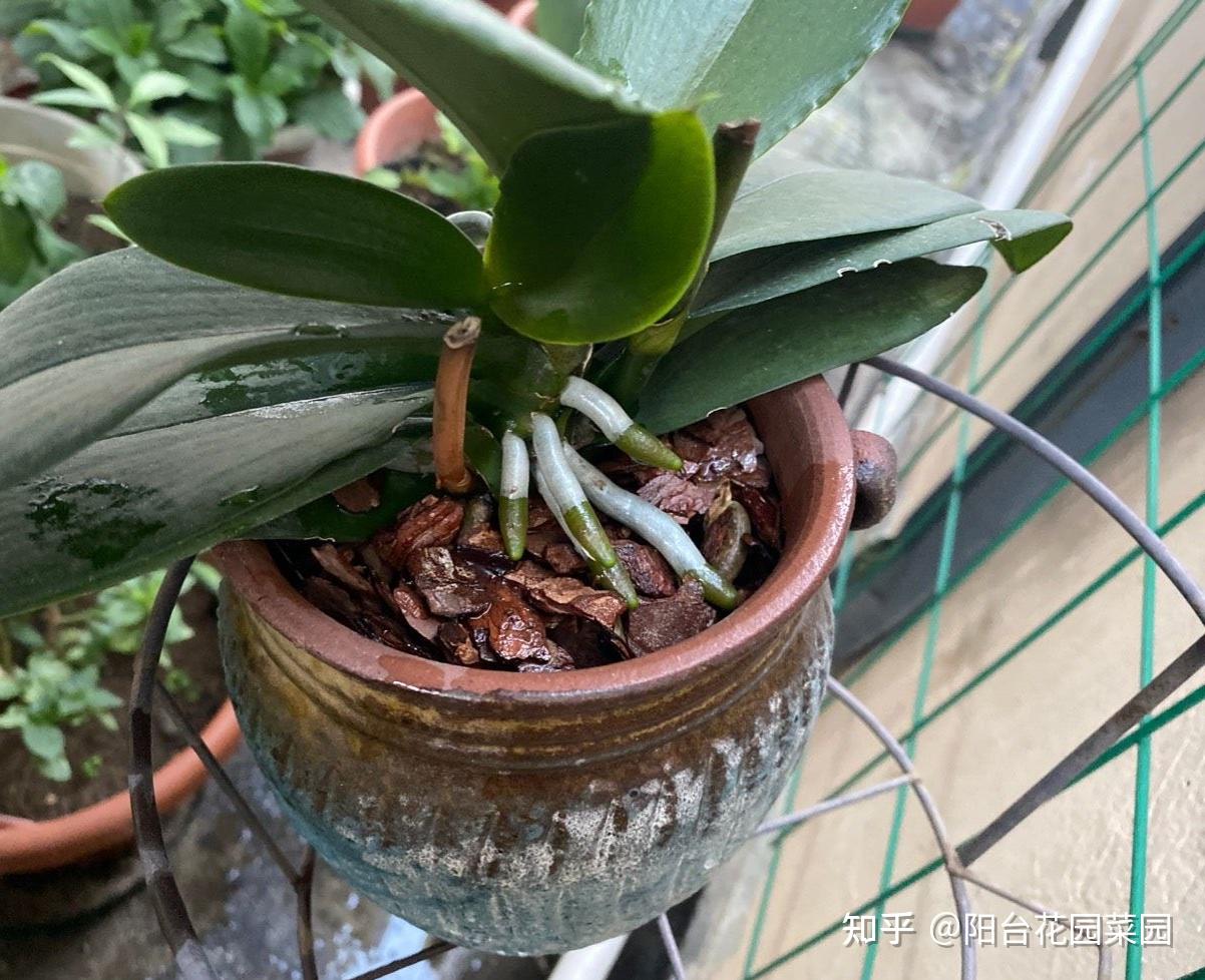 8种“昂贵花”,工薪族“舍不得”买,但是太好看,有钱要买个遍-比较贵的花材是什么花