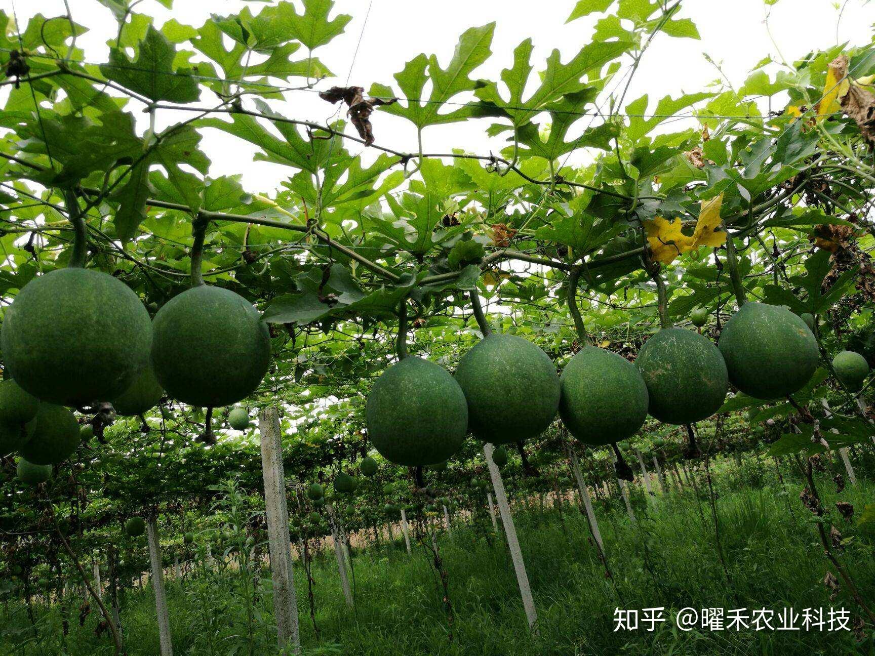 瓜蒌实 瓜蒌 Gua Lou Shi / Trichosanthis Fructus / Trichosanthes Fruit - TCM ...