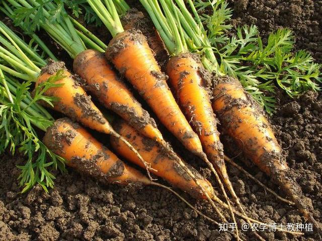胡萝卜肉质根出现腐烂准确识别找准病因早防治促高产