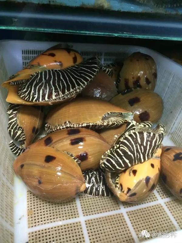 著名螺类食材大全,你吃过几种呢? - 知乎