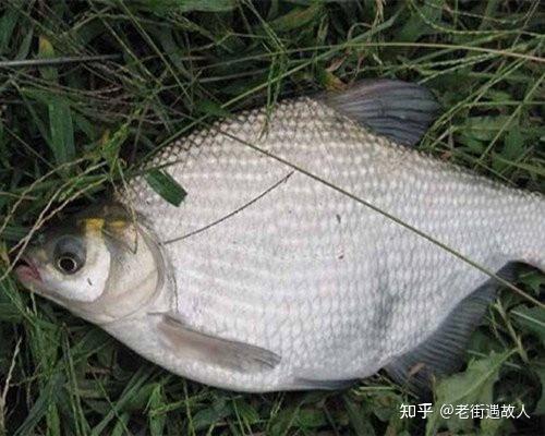 夏季水库野钓鳊鱼技巧