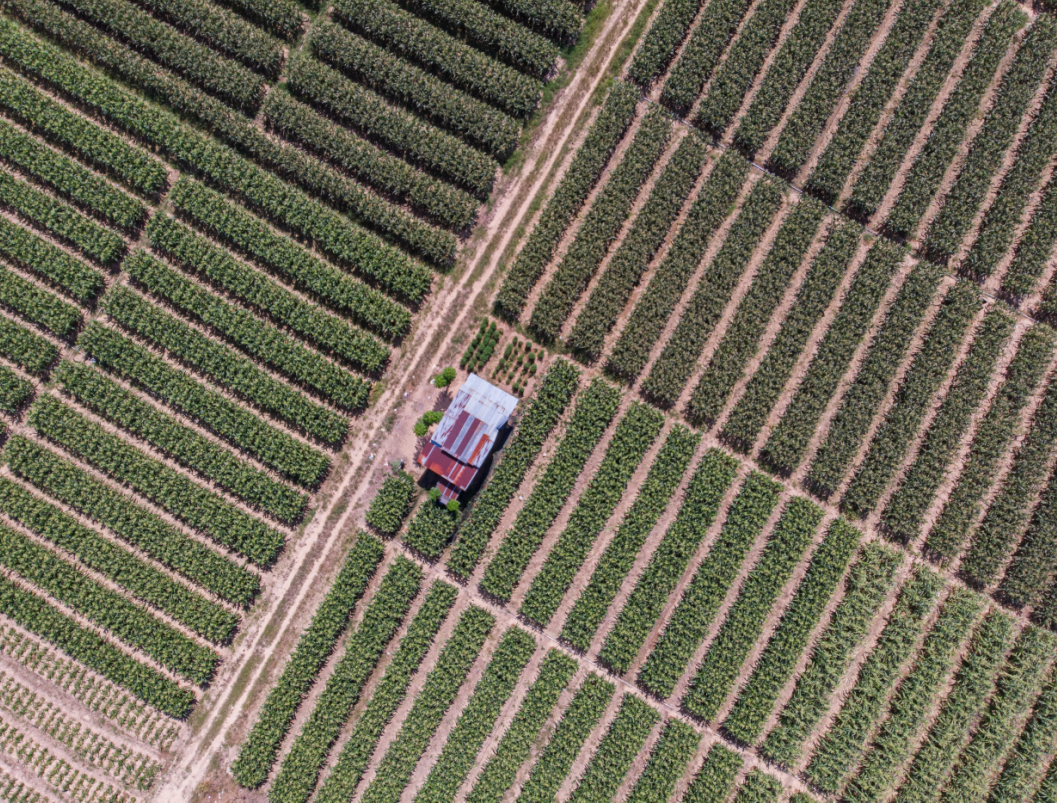 x农田菜地效果图psd合集农田菜地效果图ps贴图合集农田菜地png素材